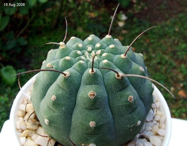 Matucana _madisoniorum _05